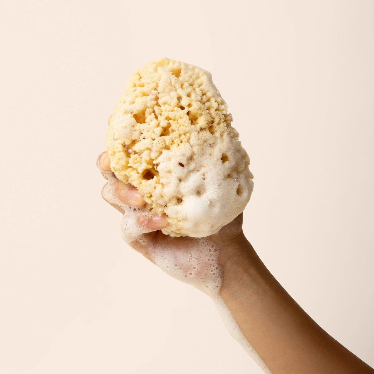 Sea Sponge Main image