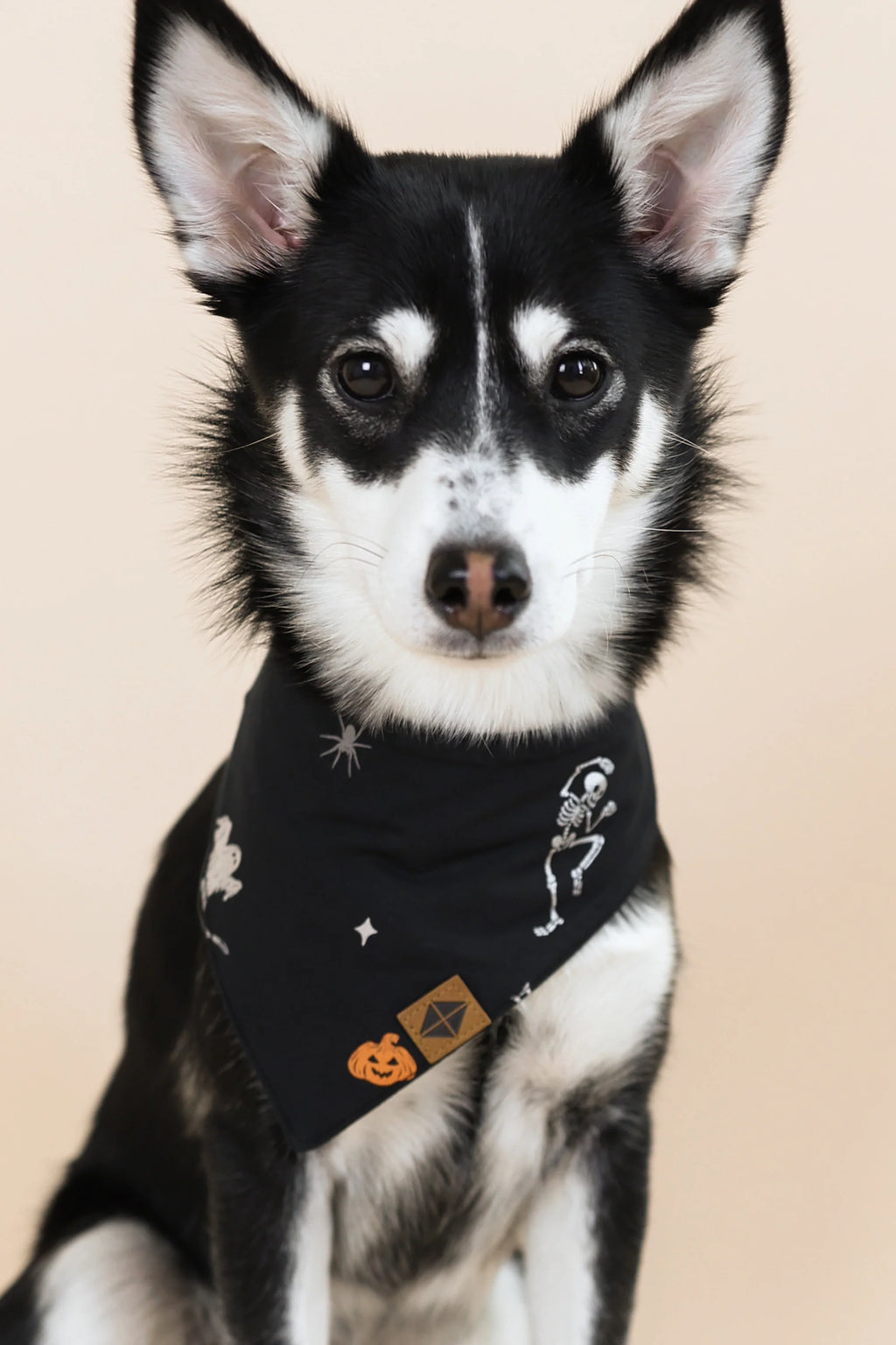 Dog Bandana