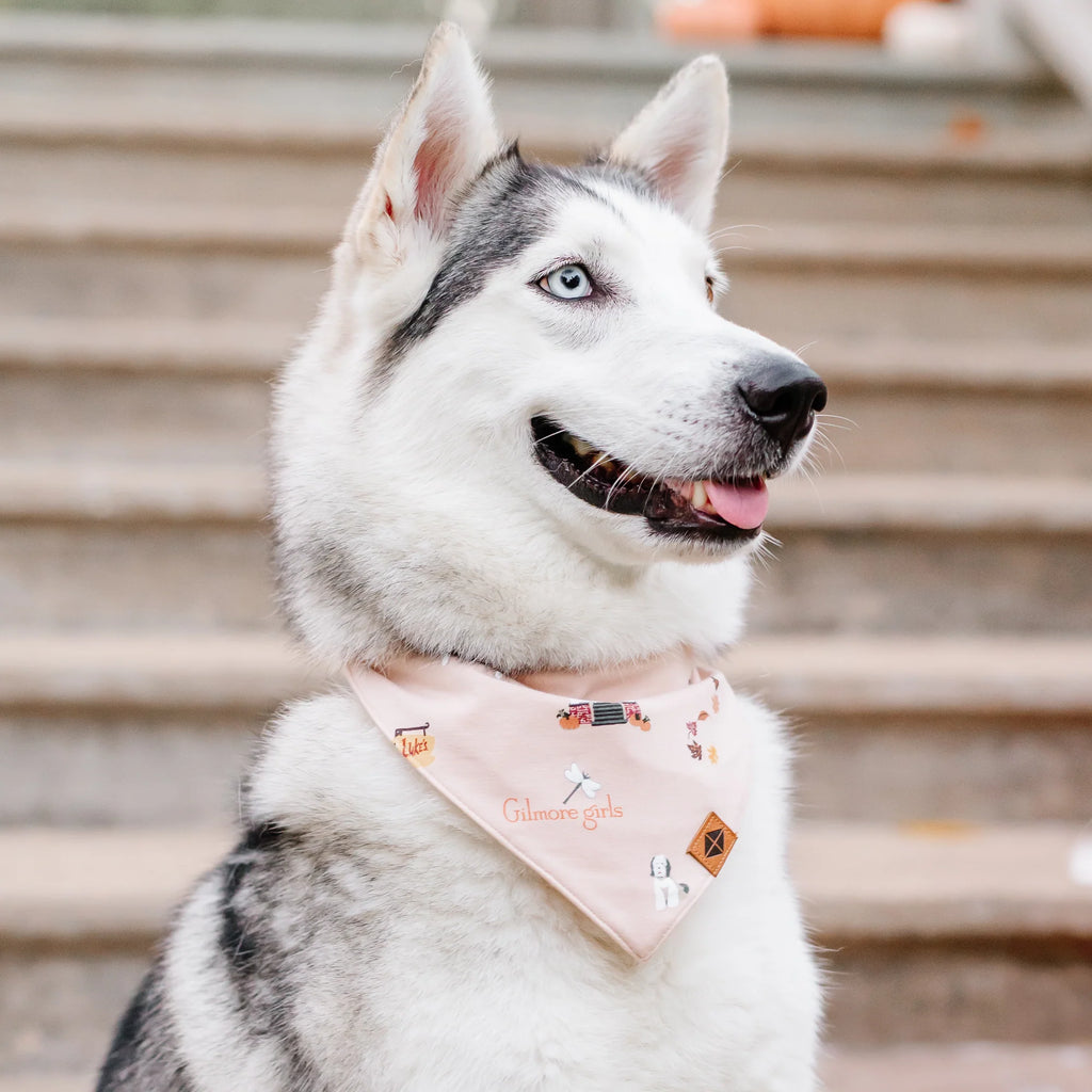 Dog Bandana