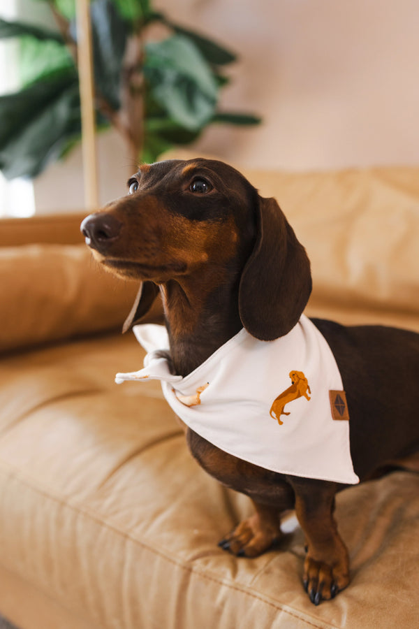 Dog Bandana